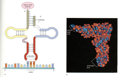 t-RNA